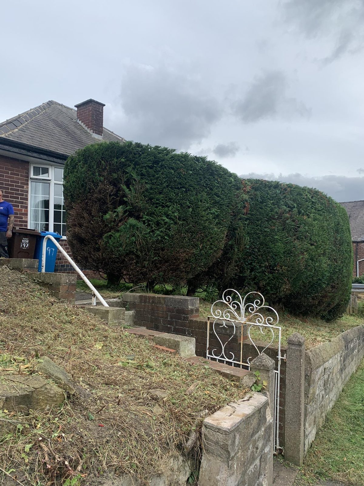 Hedge maintenance by Roebuck Gardening and Property Services