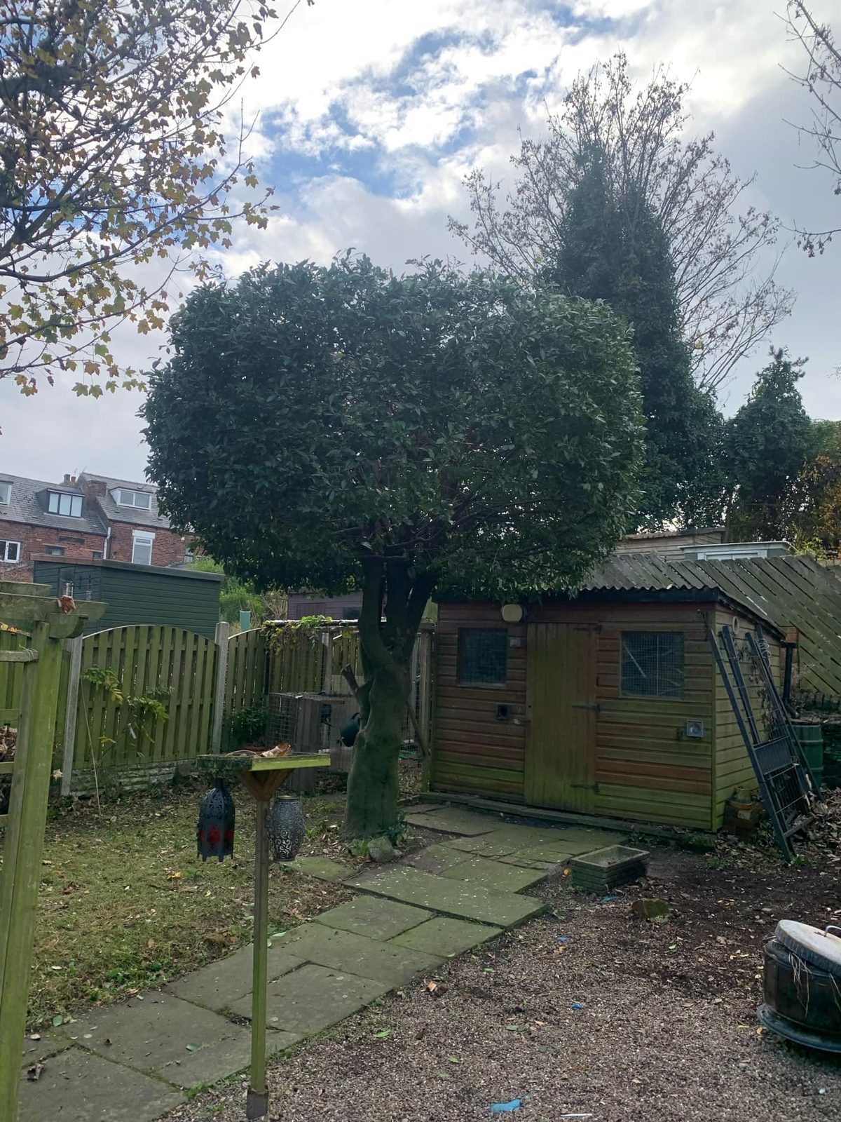 Small tree maintenance by Roebuck Gardening and Property Services